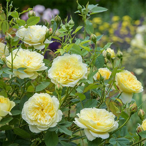 An evening with David Austin Roses at Godstone Friday, May 30th