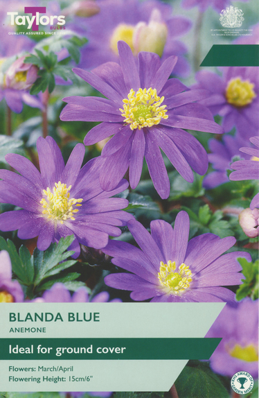 Anemone - Blanda Blue (30)