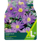 Anemone Blanda Blue