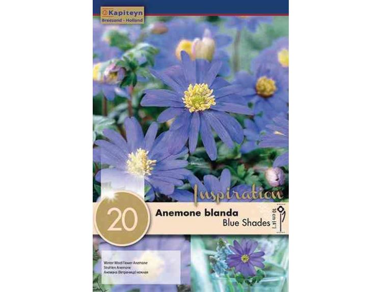 Anemone Blanda Blue Shades