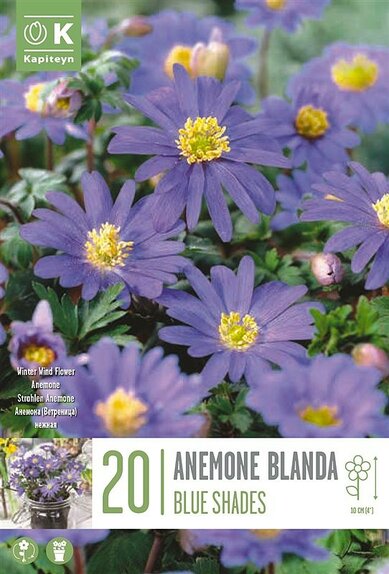 Anemone Blanda - Blue Shades