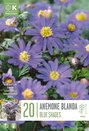 Anemone Blanda - Blue Shades