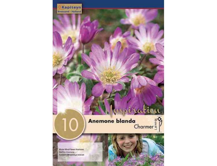 Anemone Blanda Charmer