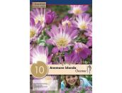 Anemone Blanda Charmer