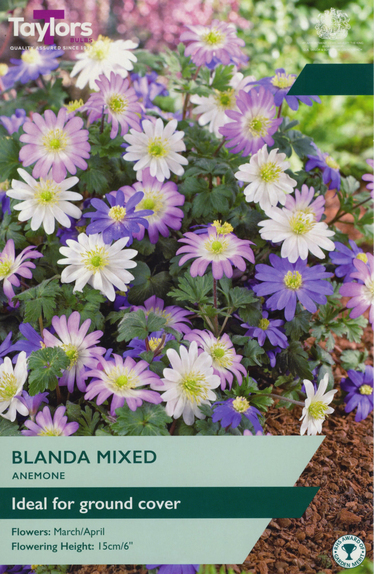 Anemone - Blanda Mixed 