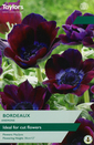 Anemone - Bordeaux