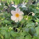 Anemone Dreaming Swan