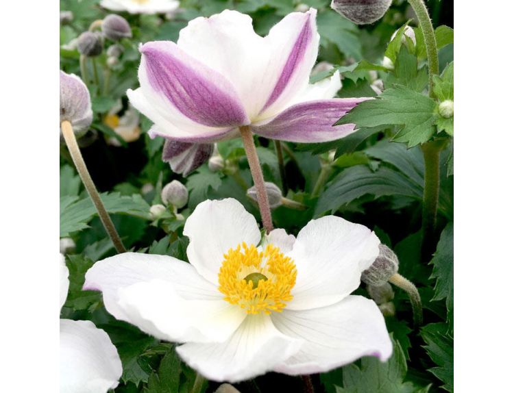 Anemone Elfin Swan 3 litre pot