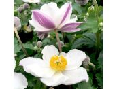 Anemone Elfin Swan 3 litre pot
