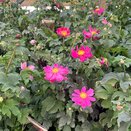 Anemone hupehensis Fantasy Aurora