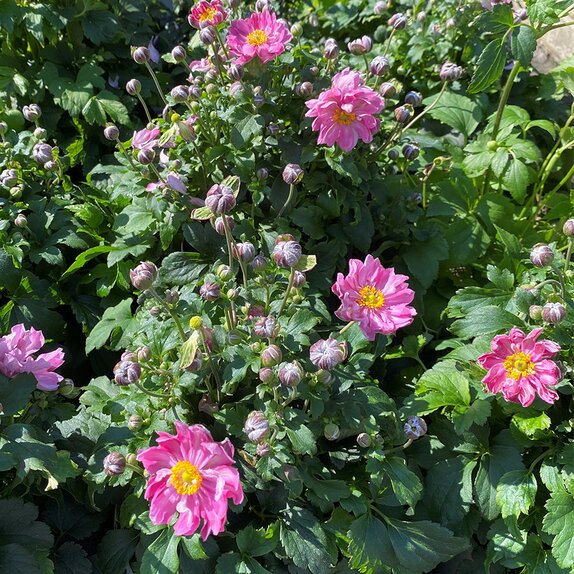 Anemone hupehensis Fantasy Belle - image 1