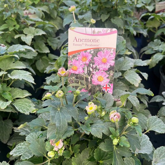 Anemone hupehensis Fantasy Pocahontas