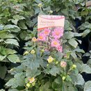 Anemone hupehensis Fantasy Pocahontas