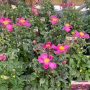 Anemone hupehensis Fantasy Red Riding Hood