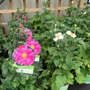 Anemone hupehensis mix