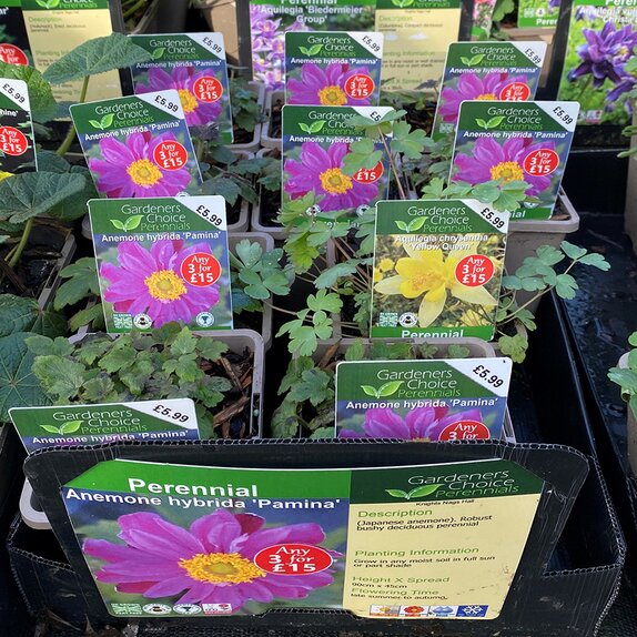 Anemone hybrida 'Pamina'