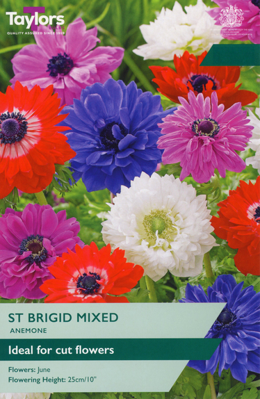 Anemone - St. Brigid Mixed 