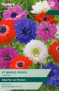 Anemone - St. Brigid Mixed 