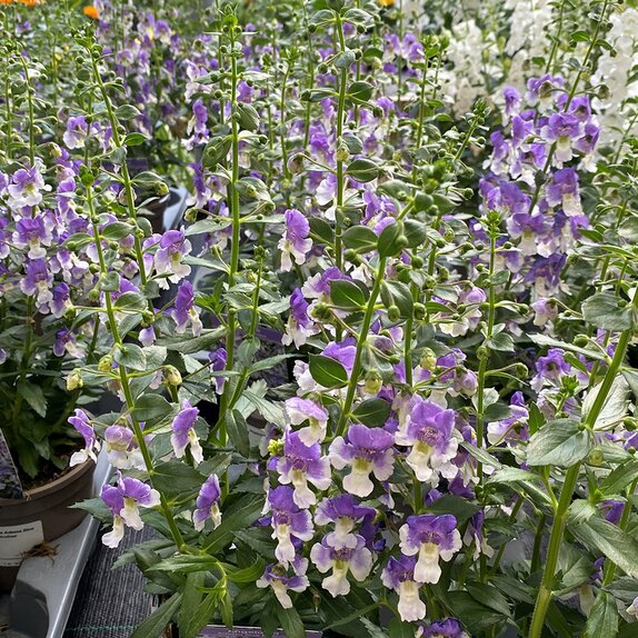Angelonia Adessa Blue Bicolour
