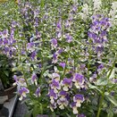 Angelonia Adessa Blue Bicolour