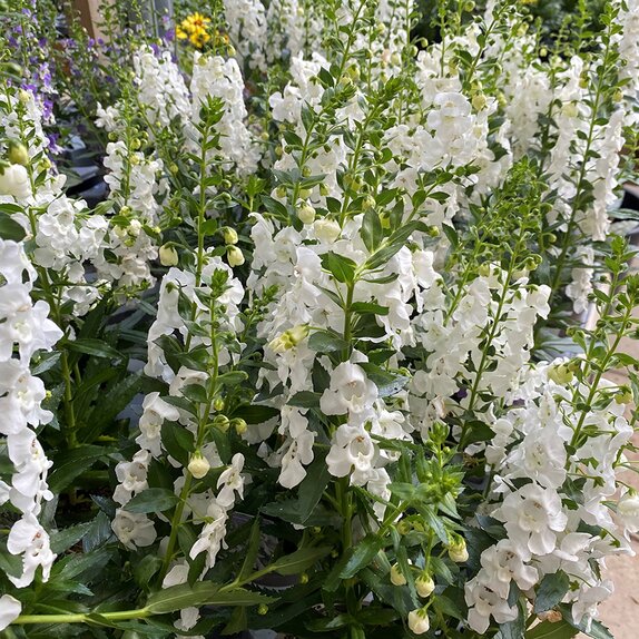 Angelonia Adessa White