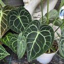 Anthurium Clarinervium