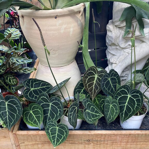 Anthurium Clarinervium - image 2