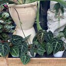 Anthurium Clarinervium - image 2