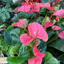 Anthurium Karma Pink