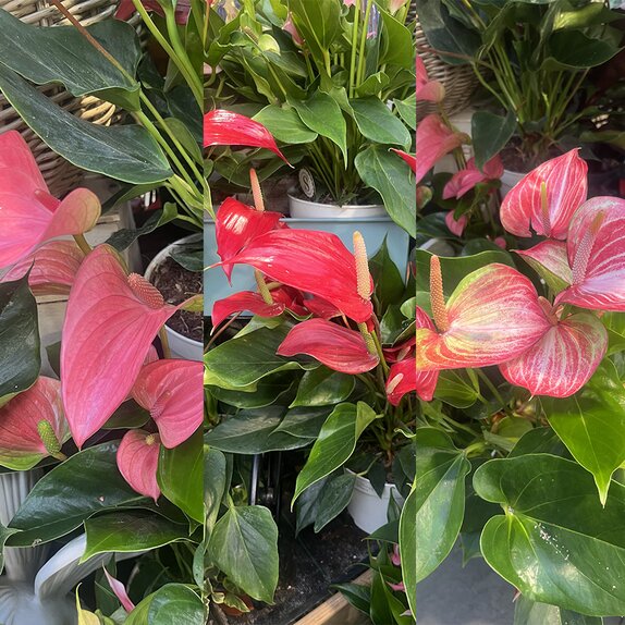 Anthurium large mix