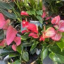 Anthurium large mix