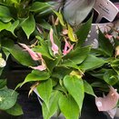 Anthurium Lilli 12cm pot - image 1