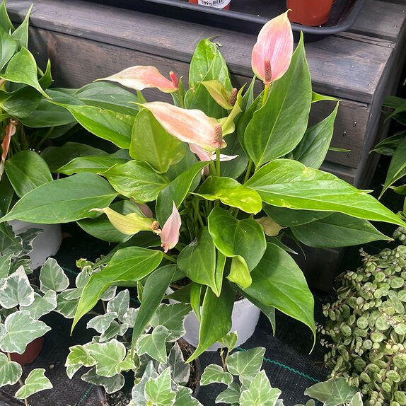 Anthurium Lilli 12cm pot - image 2