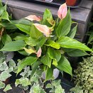 Anthurium Lilli 12cm pot - image 2