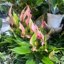 Anthurium Mille Fleurs Lilli
