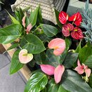 Anthurium mini in 3 varieties