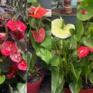 Anthurium Royal Mix