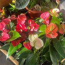 Anthurium small mix