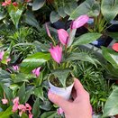 Anthurium 'Zizou' 'Dark Pink' - image 1