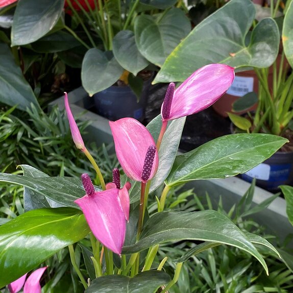 Anthurium 'Zizou' 'Dark Pink' - image 2