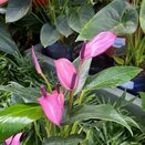 Anthurium 'Zizou' 'Dark Pink' - image 2
