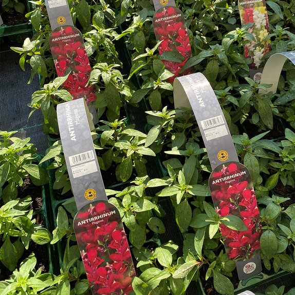 Antirrhinum Magenta 6 pack