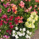 Antirrhinum majus- Snapdragon 1 litre pot