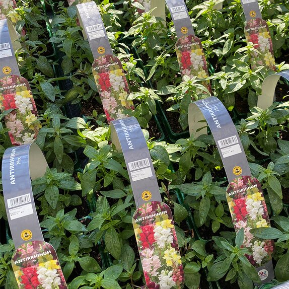 Antirrhinum Mixed 6 pack