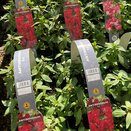 Antirrhinum Red 6 pack