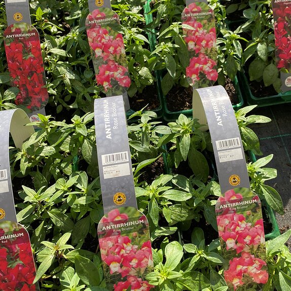 Antirrhinum Rose Bicolour 6 pack
