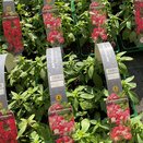Antirrhinum Rose Bicolour 6 pack