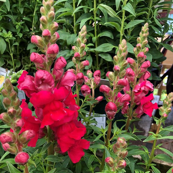 Antirrhinum Sonnet Carmine 3.2 litre pot