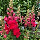 Antirrhinum Sonnet Carmine 3.2 litre pot