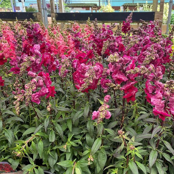 Antirrhinum Sonnet Crimson 2 litre pot